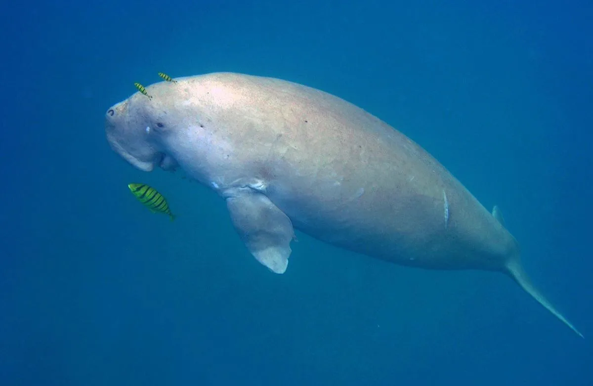 India's first dugong reserve in Palk Bay gains global recognition at IUCN Congress - The Hindu